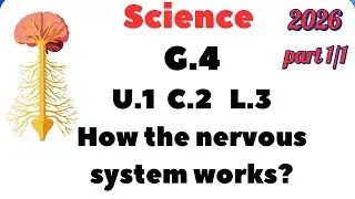 Science| Grade 4 | How the nervous system works? | Unit 1 concept 2 Lesson 3 | Part 1/1 1st Term