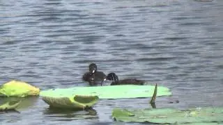 little grebe feeding to chick
