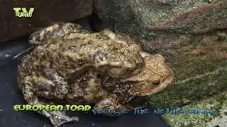 Paddentrek - Toads on roads - bufo bufo, toad migration