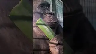 Gorilla eating large cucumber! #gorilla #eating #asmr #satisfying