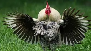 Rooster Chasing & attack. Funny animal. Try to not laugh.