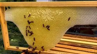 How to wire a frame to harvest FREE natural honeycomb and honey WITHOUT the need for foundation.