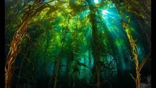 Part I - Blue Carbon and Natural Capital of the Ocean