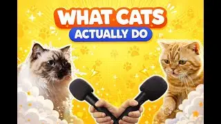 Cats Reveal Their Secret Hobbies