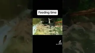 Amano shrimps eating like they never ate before