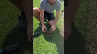 Dog pee spots fixed! #lawn #dogs #dogs #grass #repairing #lawnmaintenance