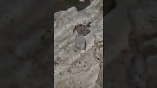 Adorable Hermit Crab in the Tide Pools! 🐚🦀 So Tiny, So Curious!