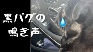 車庫入れすると鳴く黒パグ!!A black pug that crows when you put it in the garage !