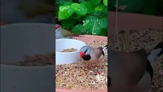 Longtailed Finch eating Mealworms | Birds
