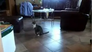 cat playing with his tail