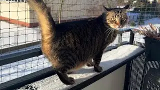 My cat is not afraid of winter. Winter is afraid of him