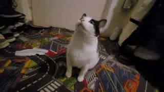My cat is wondrd bc my dad is in hurry (5)