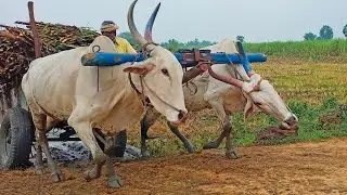 Bullock Cart Sugarcane Loading It Heavy Work For Agriculture