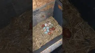 Did The Chickens Really Lay These Eggs?
