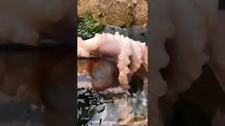 wow Amazing Big Eel Fishing #Eelfishing ##Bigeel #Short