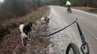 Mid week run with Finn & Vada