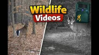 Snow Changes Everything&hellip; Fox, Deer & Turkeys Appear