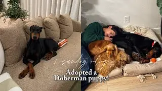 1. Sunday Vlog - Adopting Our 3rd Dog!
