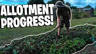 Strawberry Plants OUT! Winter Cabbage In For Early Spring Harvests!