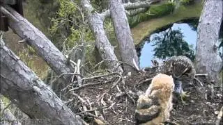Savannah Great Horned Owl Cam - Owlet Returns! 3-26-15