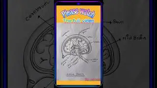 Human Brain Diagram | watch till end | #shorts #trending  #viralvideo