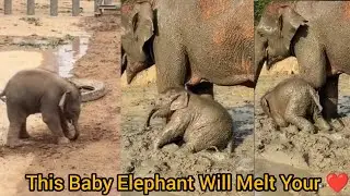 Adorable Baby Elephant Playing in Mud ||Funny & Cute Elephant Moments with Mom ||