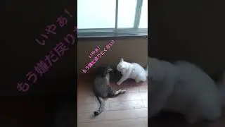 それが終わったらプルタブ集めにゃ#猫のいる暮らし #cat #ミル #タマ#猫好きさんと繋がりたい