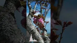 Welcome May in 4K