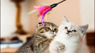 Watch These Kittens Meow & Have Fun with Puppies, Rabbits, Calves and Mice – So Adorable!