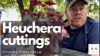 Propagating Coral Bells Heuchera by Division