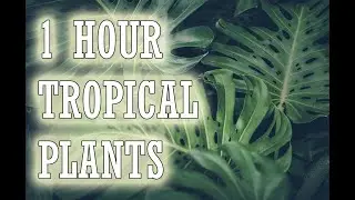 1 Hour Tropical Plants Paradise