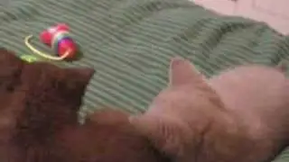 Small Cats Great Friends
