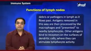 Lymph Nodes | AIPMT Biology Video Lecture