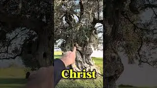 White grapes on the vineyard I volunteered at in Portugal- full video on my channel