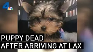 Delta Airlines Under Fire After Family&rsquo;s New Puppy Arrives Dead