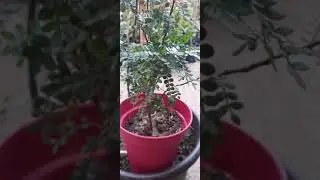 كزاليزم
