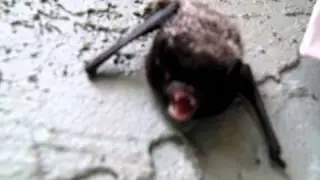 Live bat hissing at camera!!!