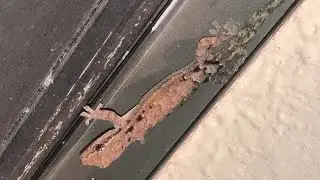 Morning Gecko &ldquo;Barking&rdquo;