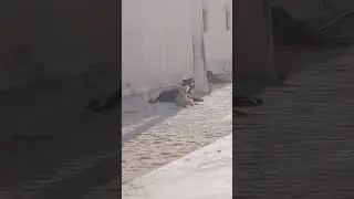 😅😅😅dog #viralvideo #viralshorts #farmingdog #villagedogs #viralshortsvideo