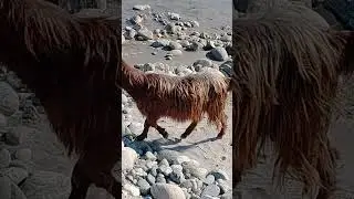 Wild Goats Videos Of January 2026 🐐🐐 Amazing Natural Beauty Of My Village #4k 