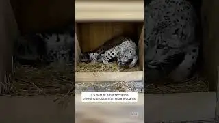 Unbelievably Adorable Baby Snow Leopard Snuggles With Mom #shorts
