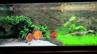 Planted Discus Tank