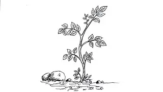 Easy Plant Drawing 🌱 | Simple Pen Sketch for Beginners!!