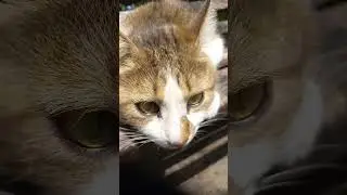Cat is Relaxing at Sun Light. 03.Aug.2022.
