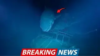 Divers Thought The Megalodon Is Extinct, But This Footage From 11,000 Feet Down Says Otherwise..