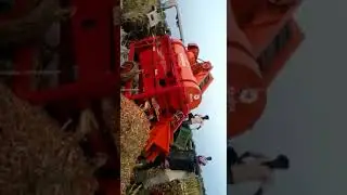 Maize post harvest