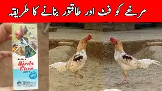 Bird Care Drops Benefits | Murghay Aur Parinday Taqatwar Kaise Hotay Hain?