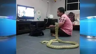 Man Marries Pet Snake?!