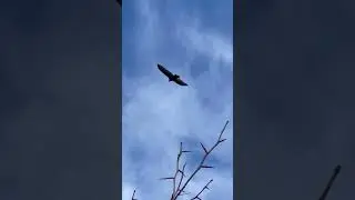 Hawk flying in the air #hawk