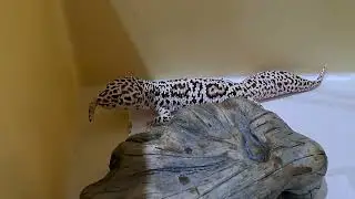 FEED MY LEOPARD SUPER WORM.SNOW BELL ENIGMA.